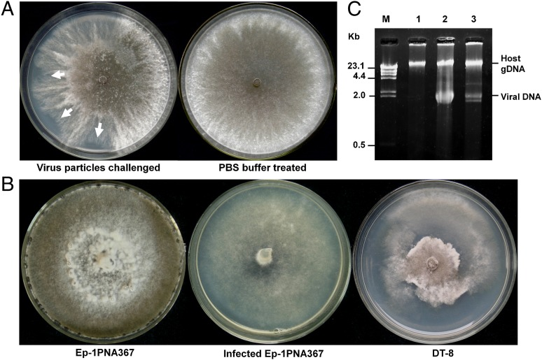 Possible Mycovirus Control Of White Mold - Bonito Lab